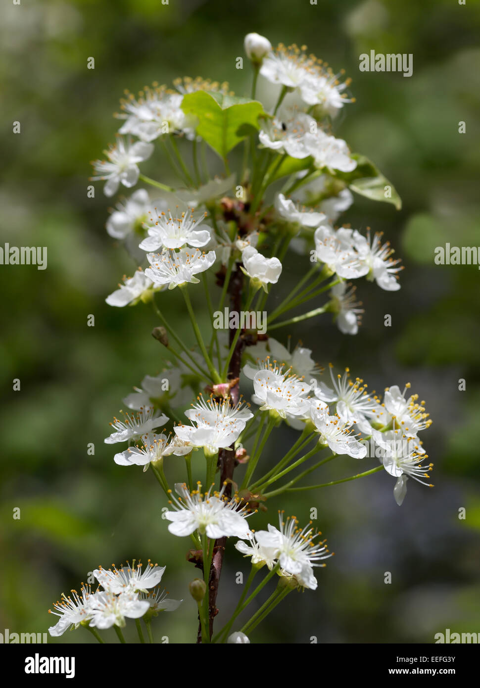 Prunus pensylvanica  or the pin cherry is a small tree native to the  north eastern United States and much of Canada. Stock Photo