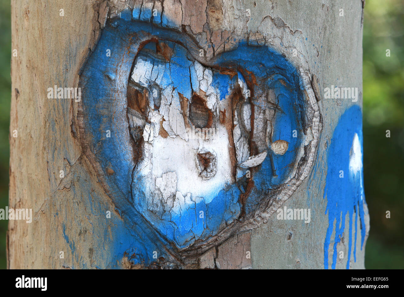 Heart Carved in the Bark of a Tree in two color Stock Photo
