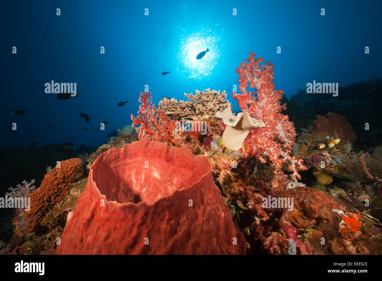 Coral Reef with Barrel Sponge, Xestospongia testudinaria, Kai Islands, Moluccas, Indonesia Stock Photo