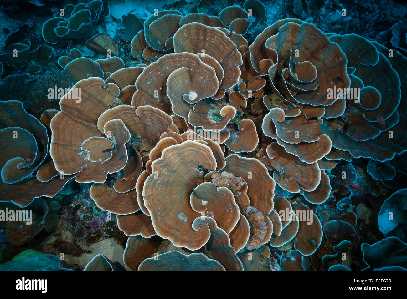 Coral Reef with Lettuce Coral, Turbinaria mesenterina, Kai Islands