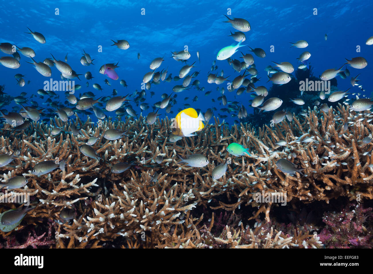 Chromis over Coral Reef, Chromis sp., Kai Islands, Moluccas, Indonesia Stock Photo