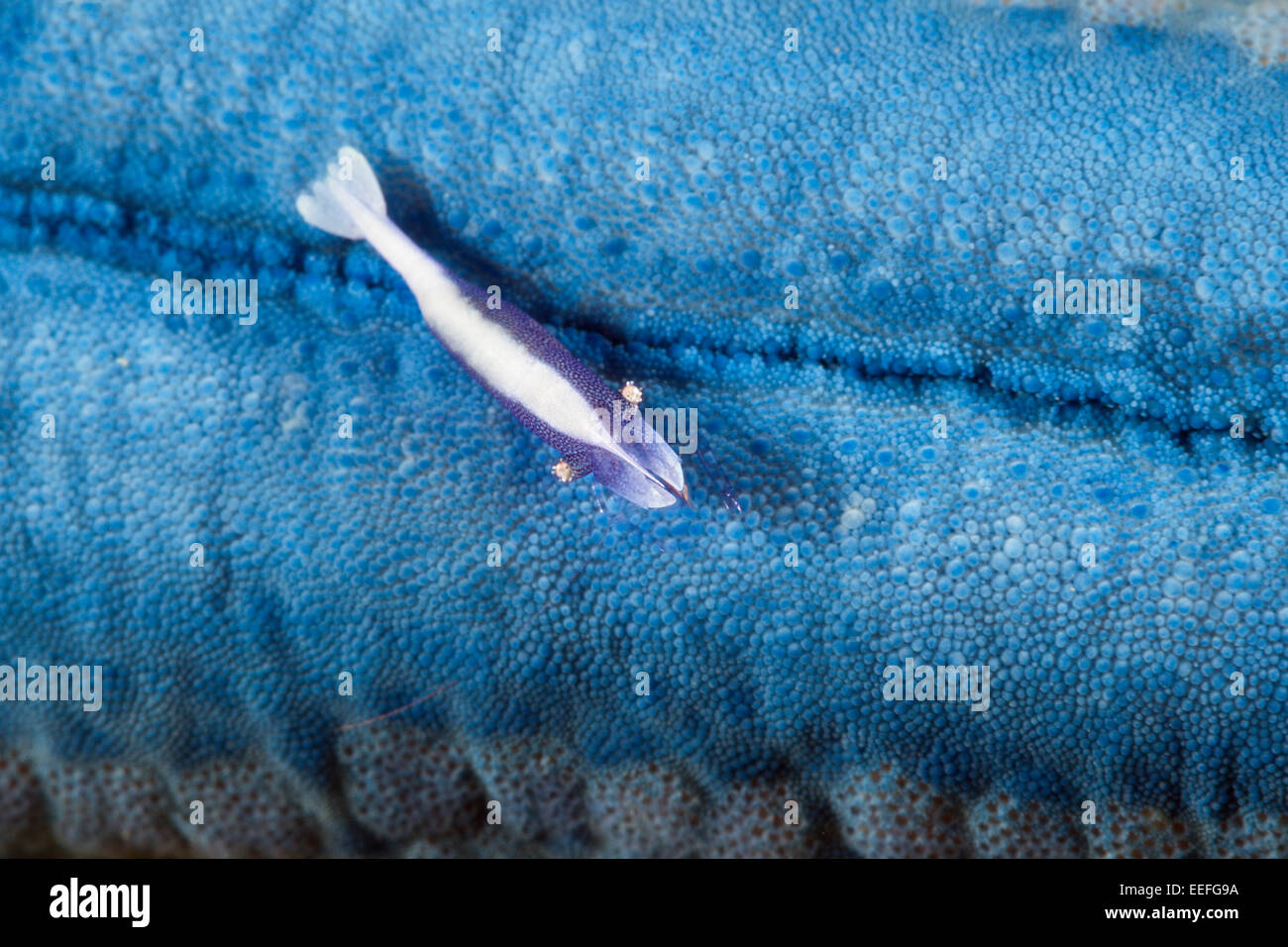 Commensal Shrimp associated with Starfish, Periclimenes soror, Ambon, Moluccas, Indonesia Stock Photo