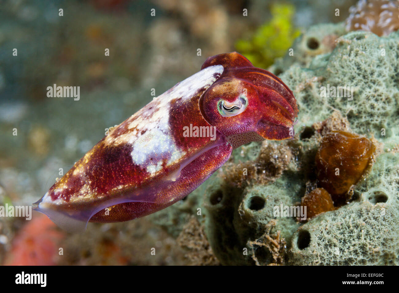 Small Cuttlefish, Sepia sp., Ambon, Moluccas, Indonesia Stock Photo