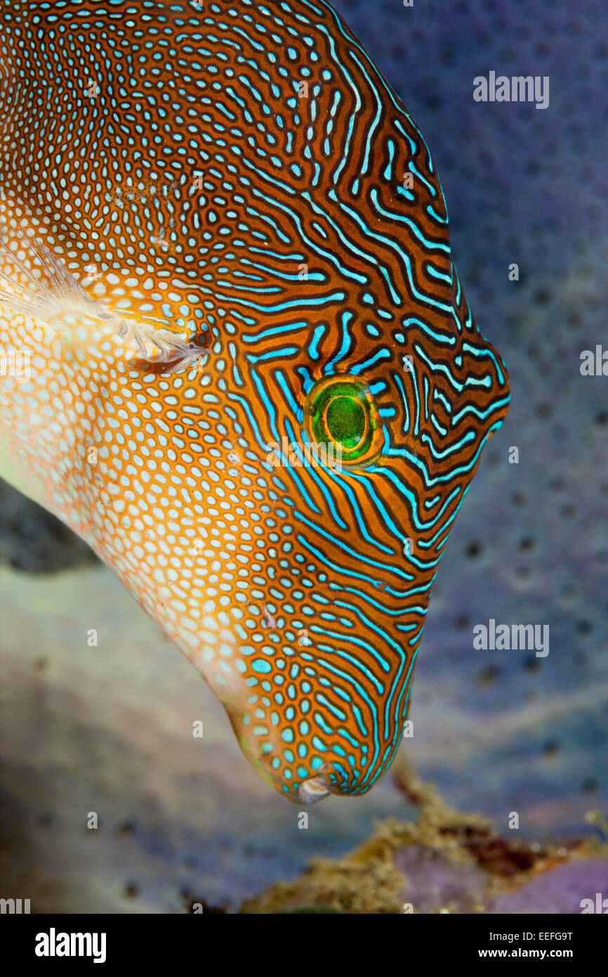 Fingerprint Toby, Canthigaster compressa, Ambon, Moluccas, Indonesia Stock Photo