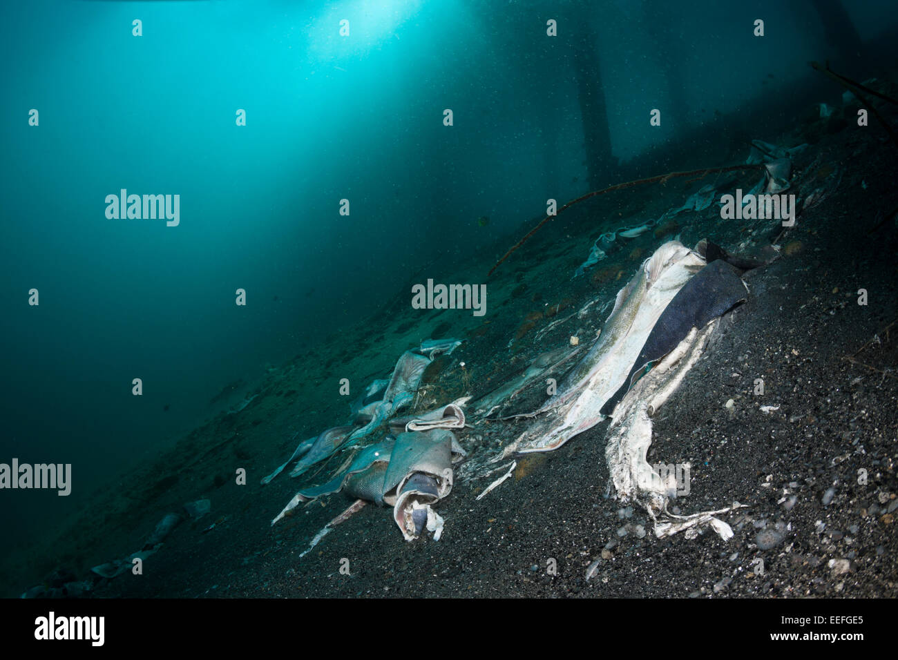 Fish Skin under a Jetty, Ambon, Moluccas, Indonesia Stock Photo Alamy