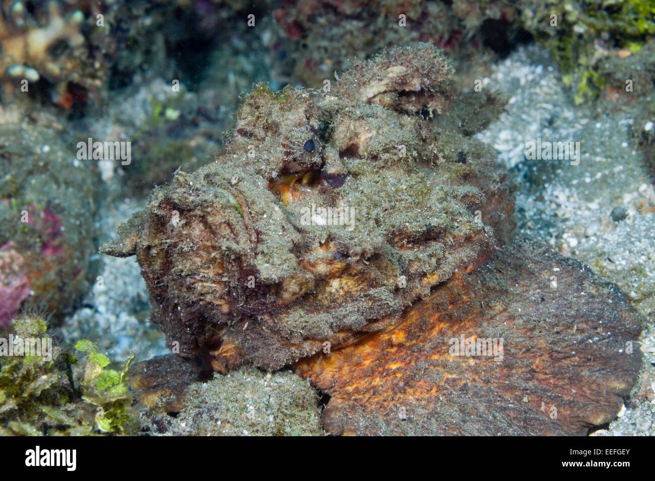 Estuarine Stonefish, Synanceia horrida, Ambon, Moluccas, Indonesia Stock Photo