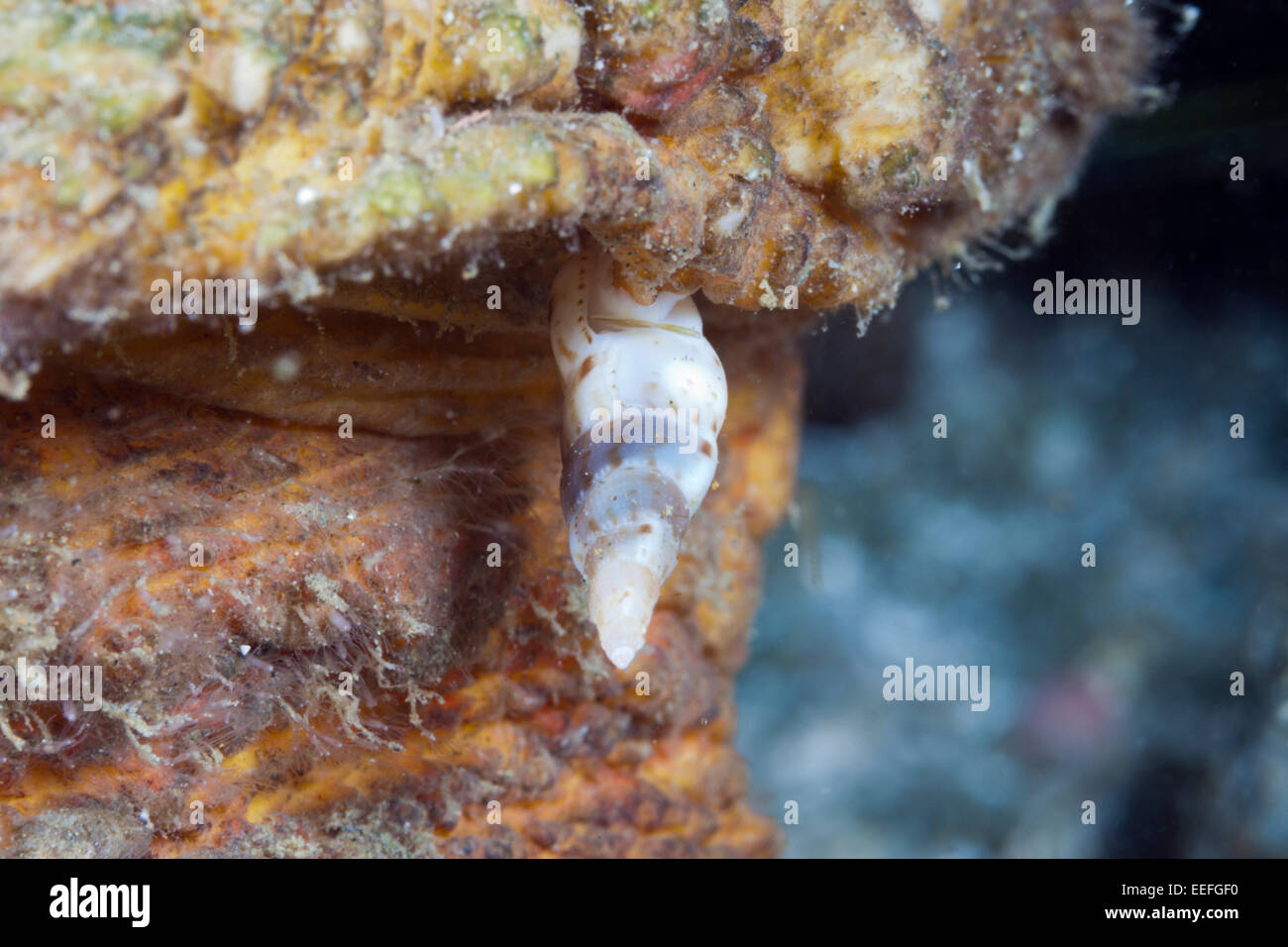 Parasitic Snail, Luetzenia asthenosomae, Ambon, Moluccas, Indonesia Stock Photo