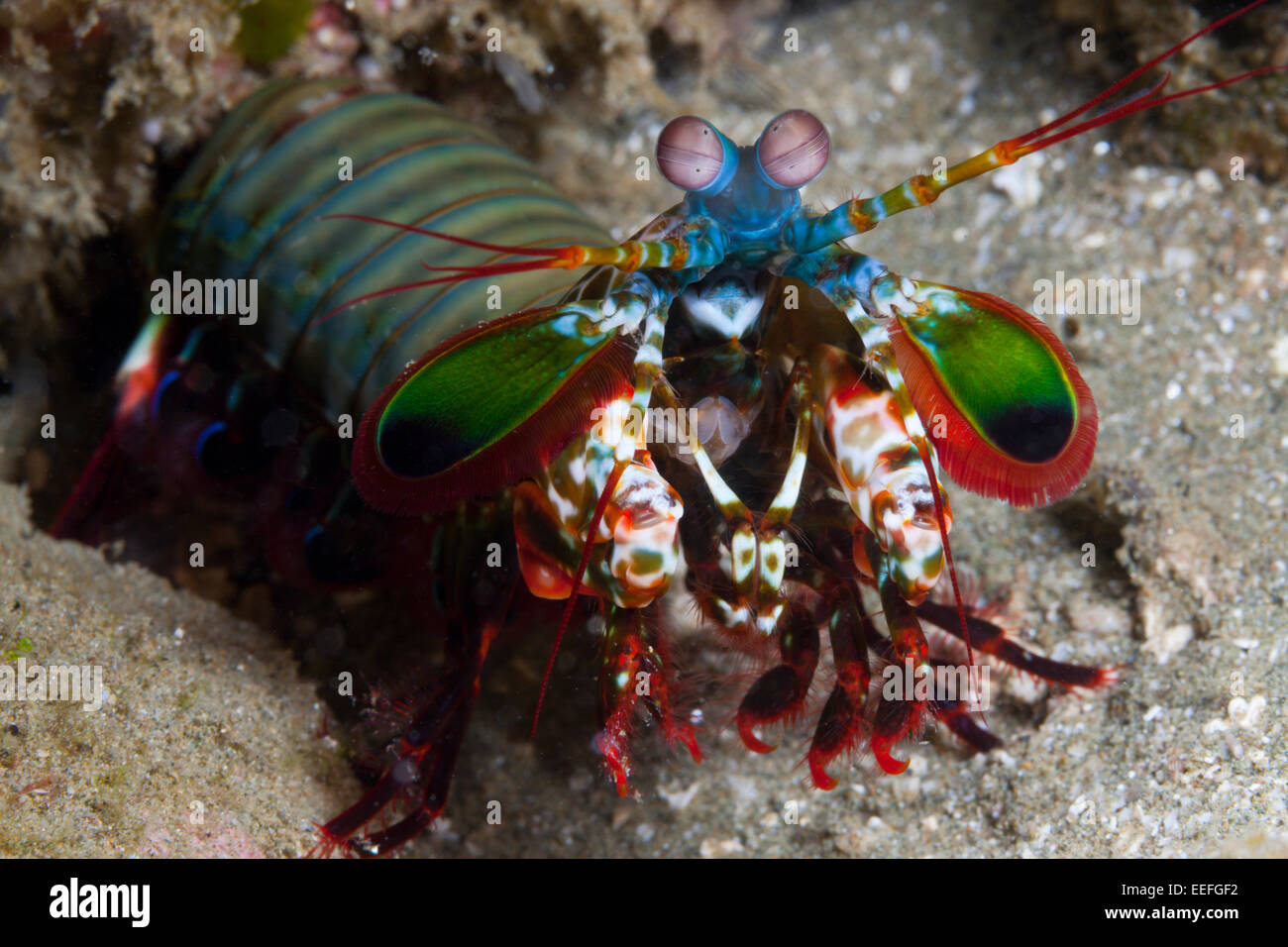 Mantis Shrimp, Odontodactylus scyllarus, Ambon, Moluccas, Indonesia Stock Photo