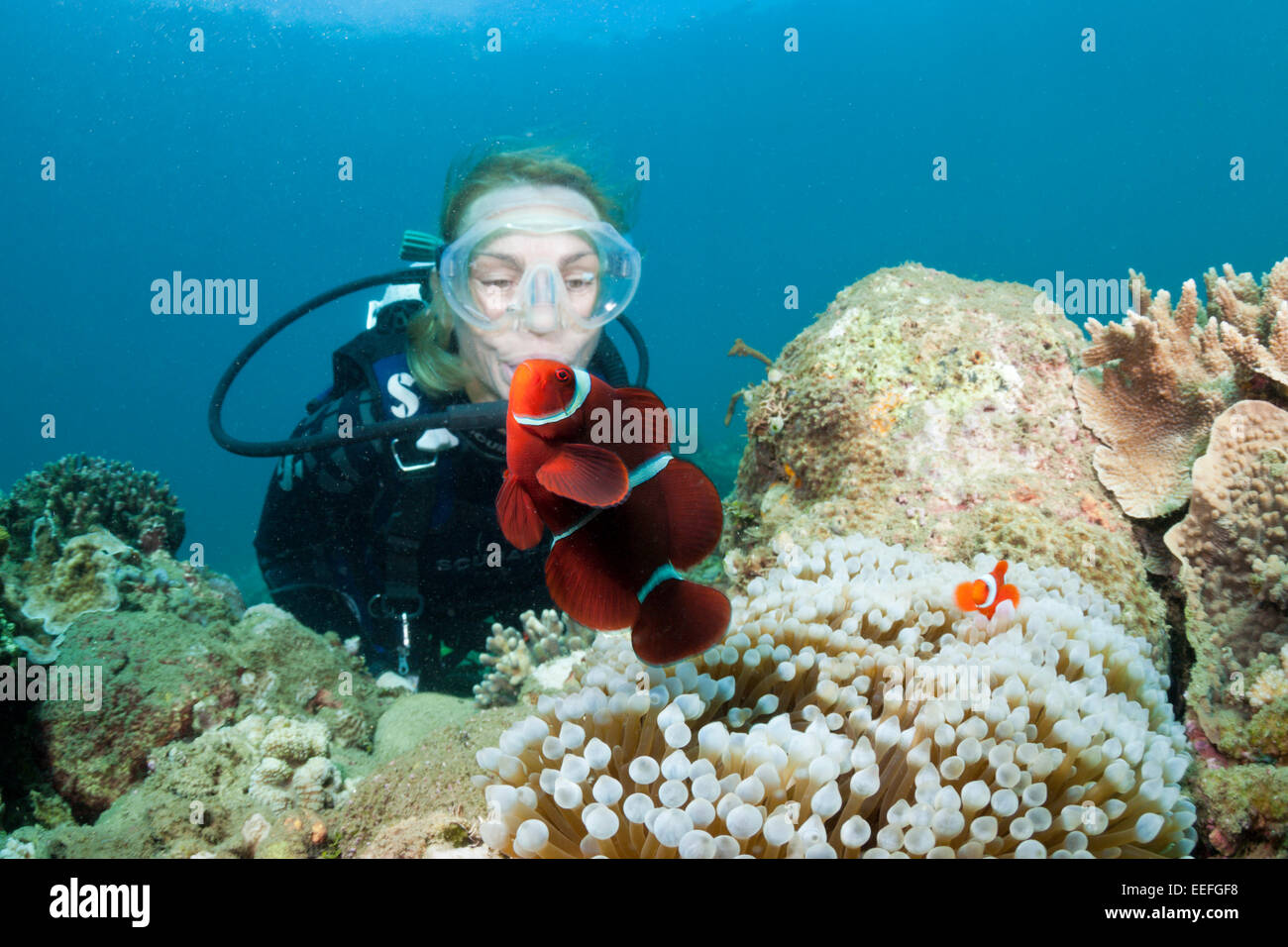 Diver and Spinecheek Clownfisch, Premnas aculeatus, Ambon, Moluccas, Indonesia Stock Photo