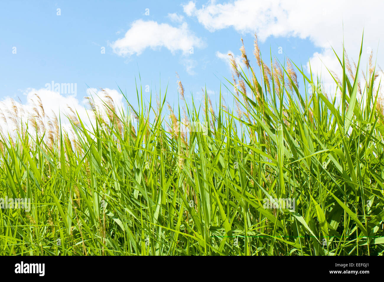 Summer landscape - green grass and sky with clouds Stock Photo - Alamy