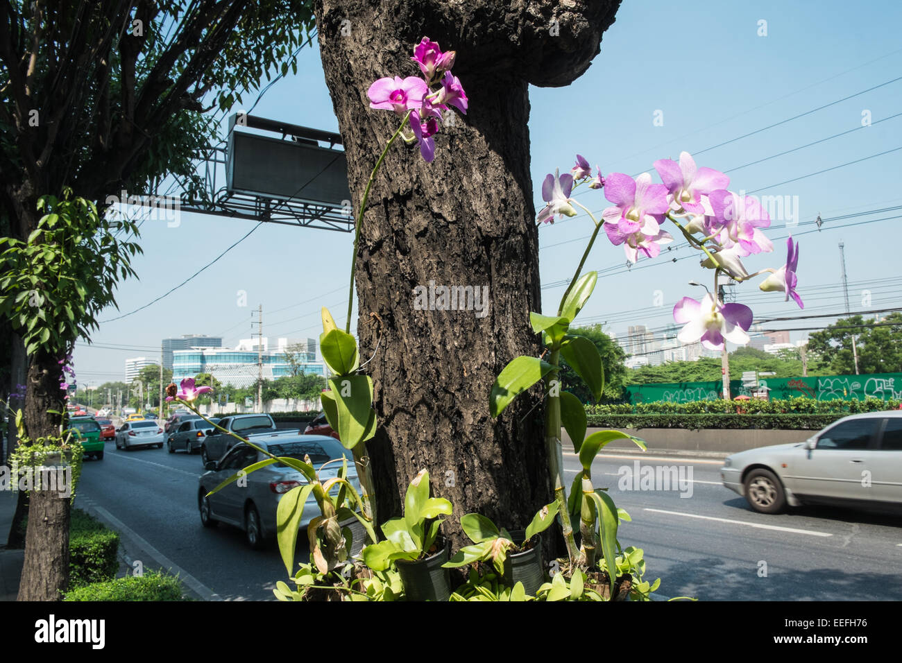 Flower,plant and tree in contrast to the pollution,traffic noise of