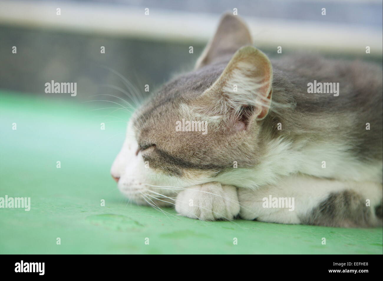 Katze, Neugierig, Tiere, Saeugetiere, Saeugetier, Haustiere, Haustier, Katzen, Felidae, Europaeisch, Kurzhaar, Hauskatze, getige Stock Photo