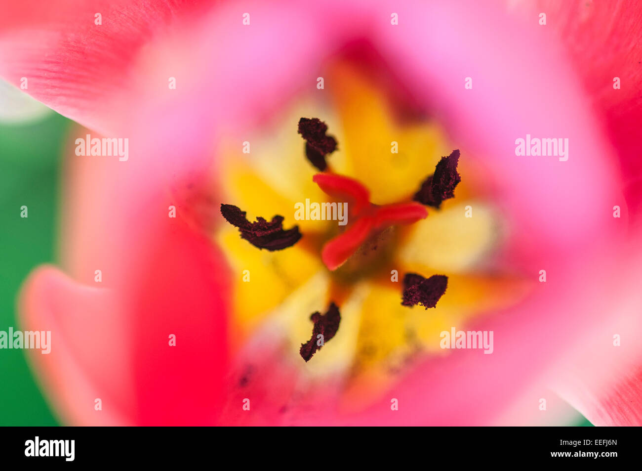 Extreme closeup of tulip stamens. Background abstract spring macro Stock Photo