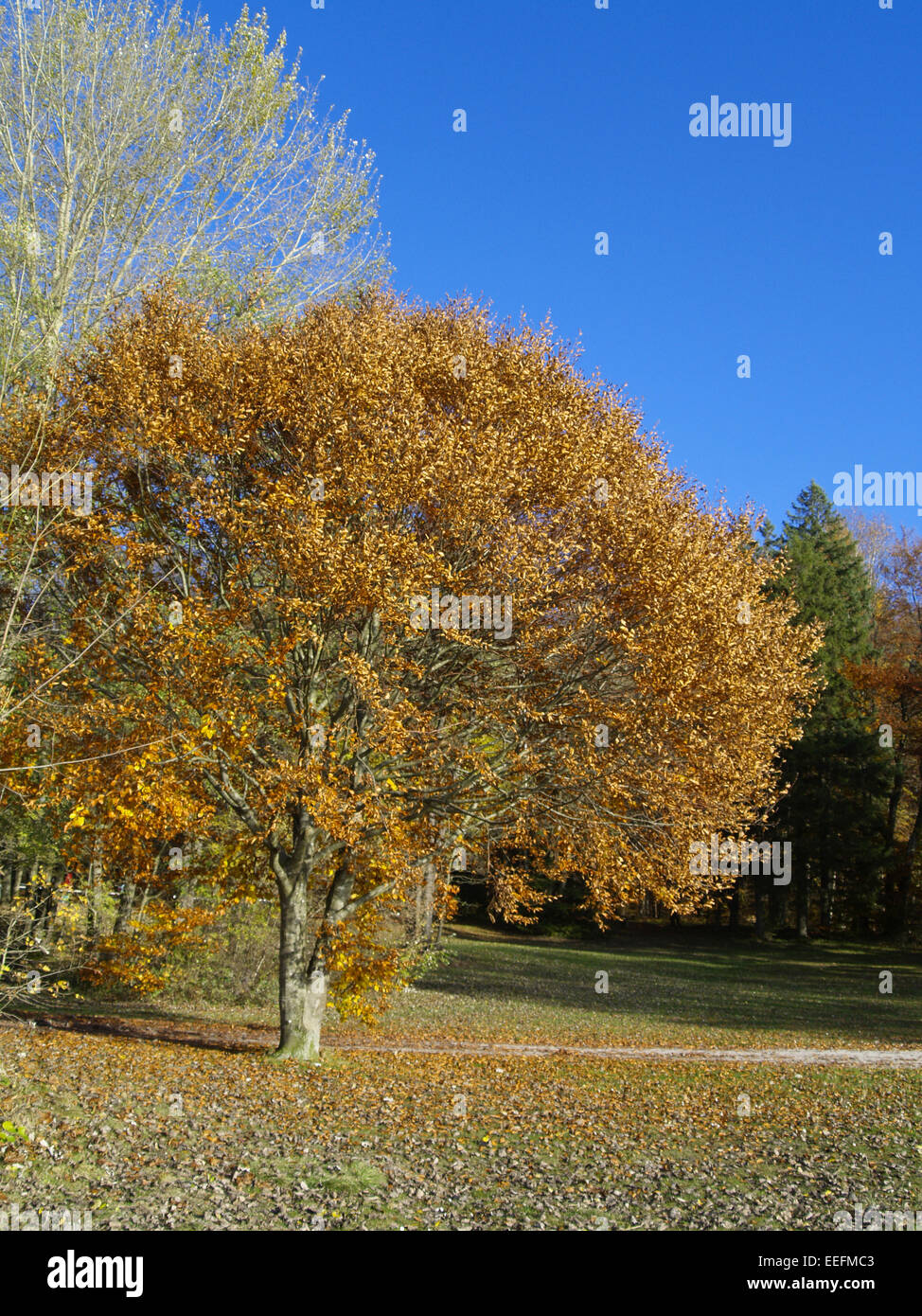 Baum, Baeume, Herbst, Herbstlaub, Blaetter, Farbe, Gelb, Gruen, Jahreszeiten, Natur, Landschaft, Stimmung, Ruhe, Stille Stock Photo
