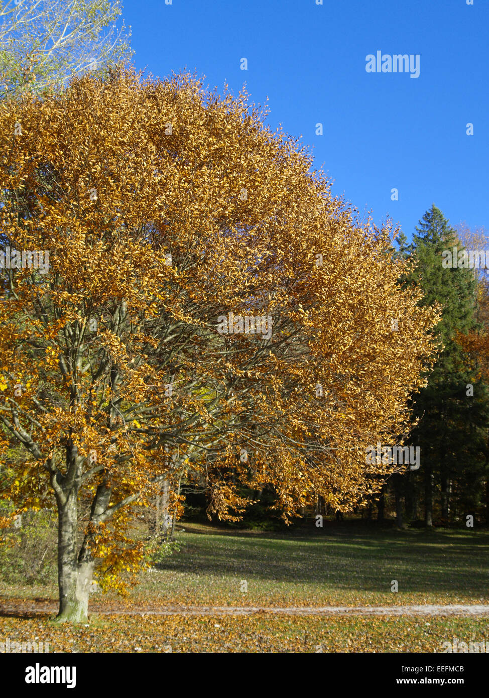 Baum, Baeume, Herbst, Herbstlaub, Blaetter, Farbe, Gelb, Gruen, Jahreszeiten, Natur, Landschaft, Stimmung, Ruhe, Stille Stock Photo