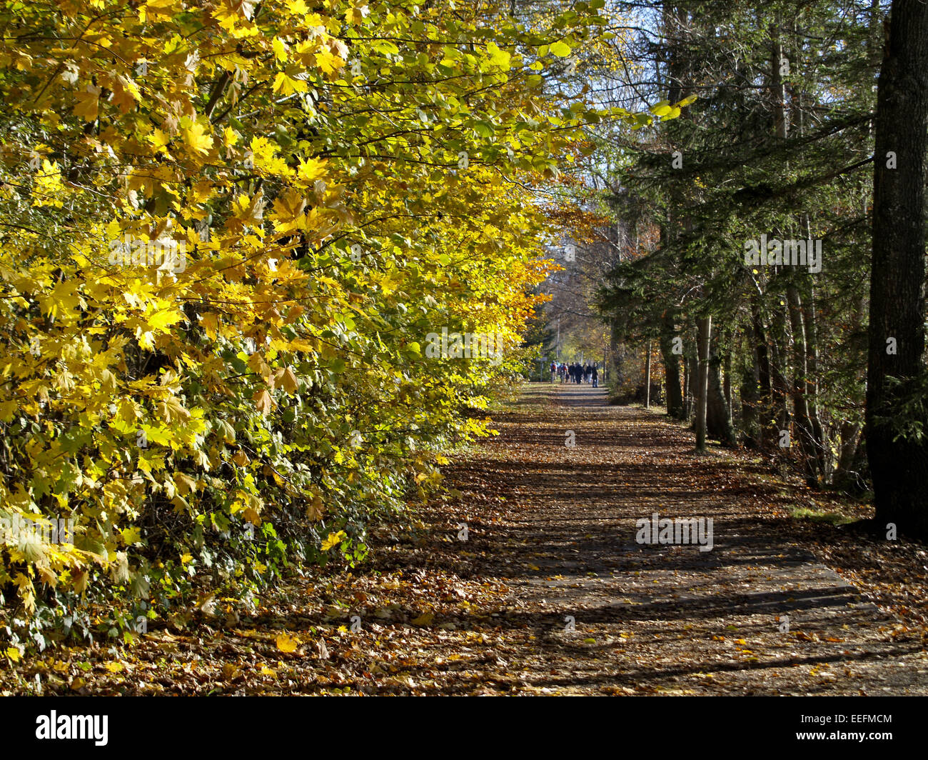 Baum, Baeume, Herbst, Herbstlaub, Blaetter, Farbe, Gelb, Gruen, Jahreszeiten, Natur, Landschaft, Stimmung, Ruhe, Stille Stock Photo