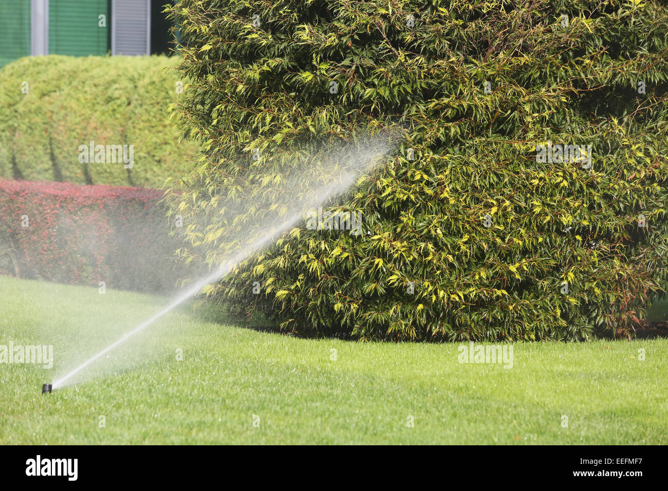 Lawn Sprinkler Spraying Water Over Green Grass in Garden Stock Photo Alamy