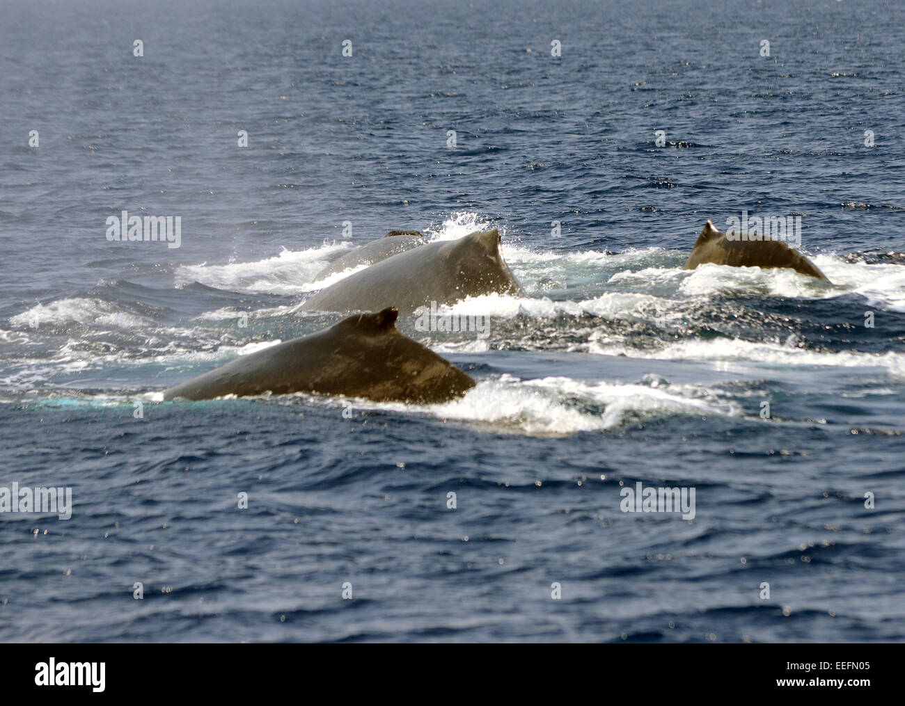 Group of sperm whales in the waters of the Pacific Stock Photo