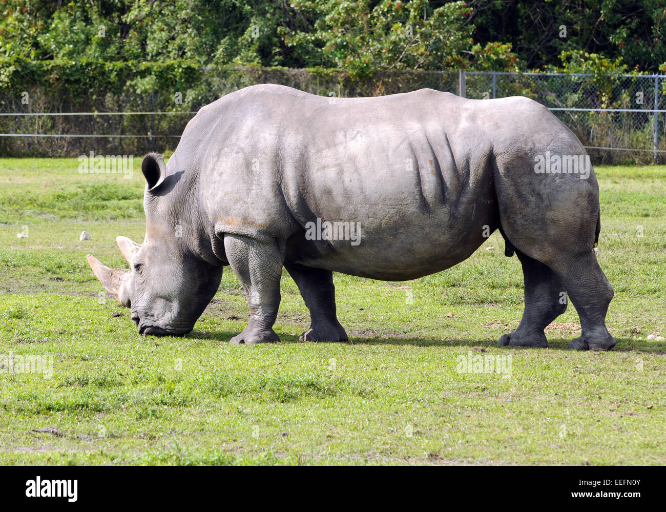 Adult rhinoceros, side view, isolated on white background Stock Photo -  Alamy