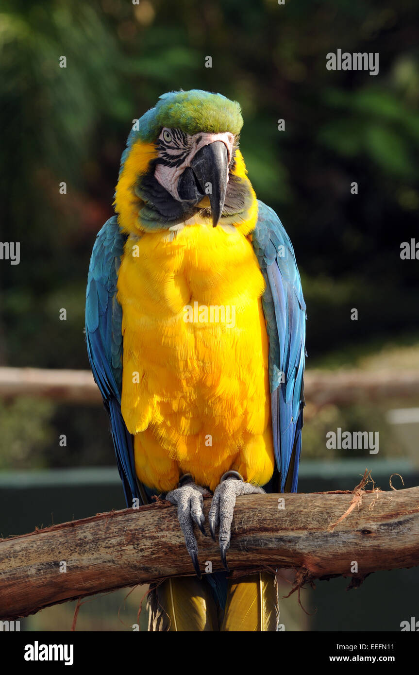 Exotic parrot perched on a branch front view Stock Photo