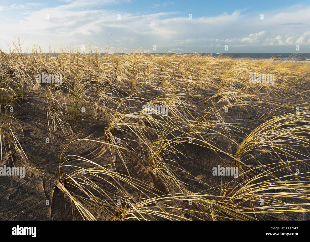 Marram grass on the sand dunes looking towards the North Sea at Katwijk aan Zee, South Holland, The Netherlands. Stock Photo