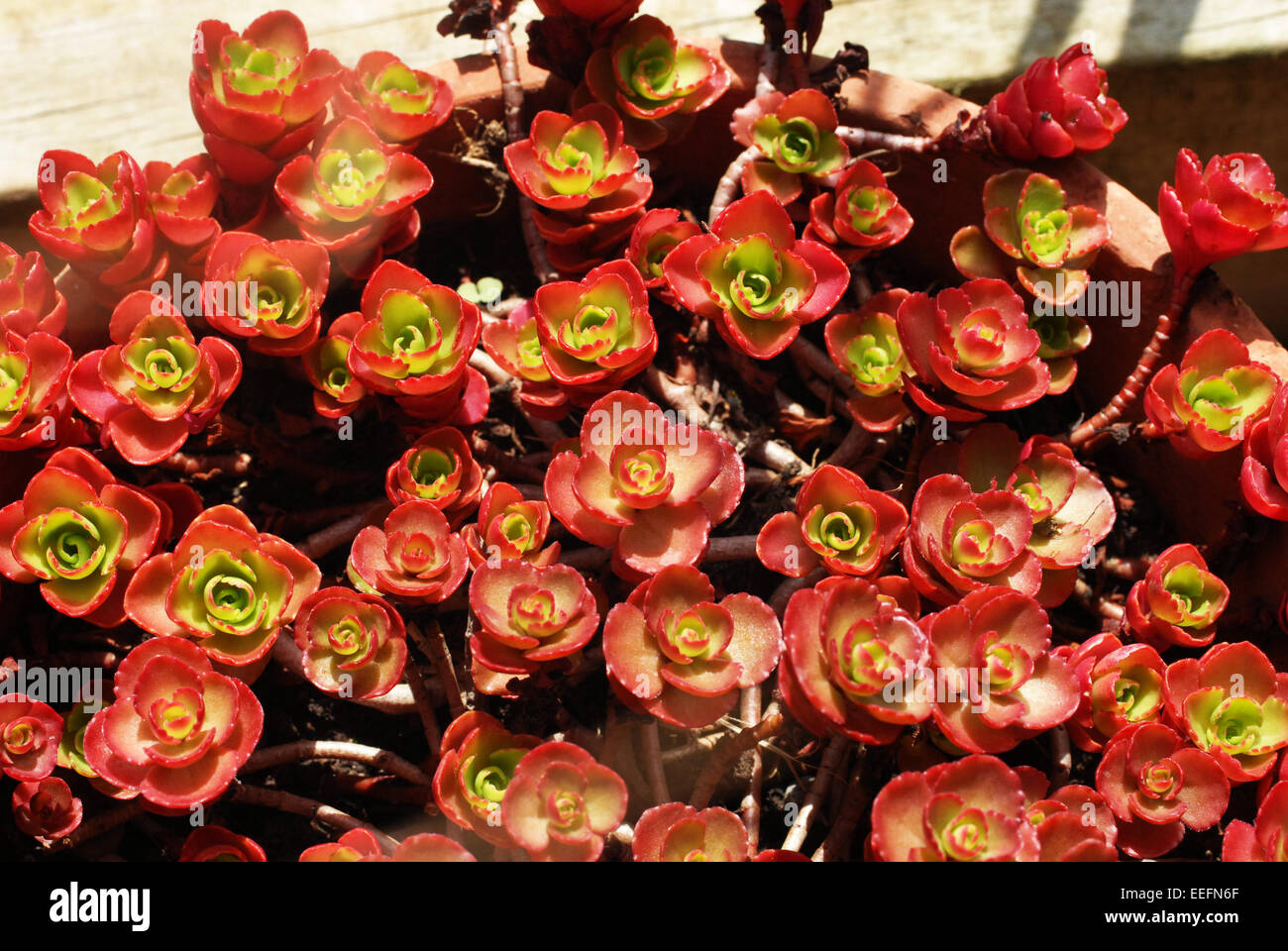 red sedum spurium Stock Photo