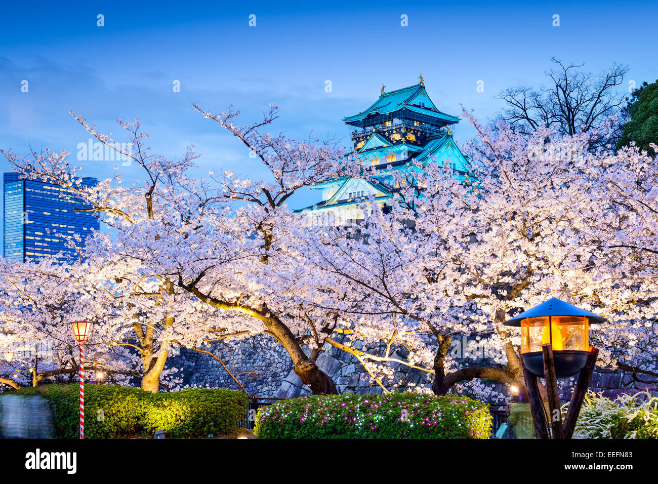 Osaka, Japan sakura at Osaka Castle. Stock Photo