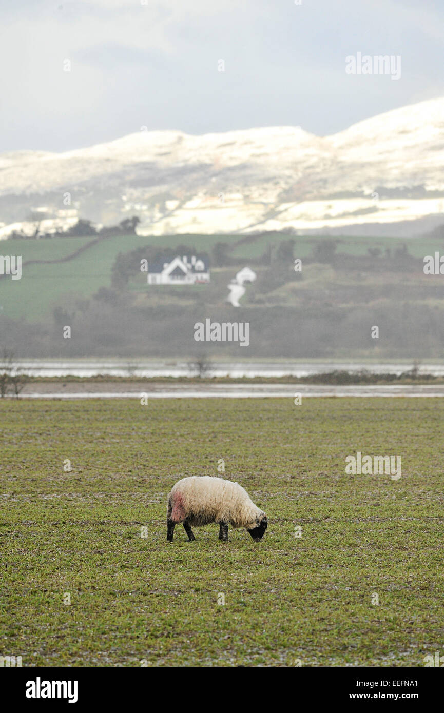 County Donegal, Ireland. 17th Jan, 2015. Ireland weather: Winter sunshine, County Donegal - 17 January 2015. Melting snow and rain floods farm land in Burnfoot, County Donegal.  Credit:  George Sweeney/Alamy Live News Stock Photo