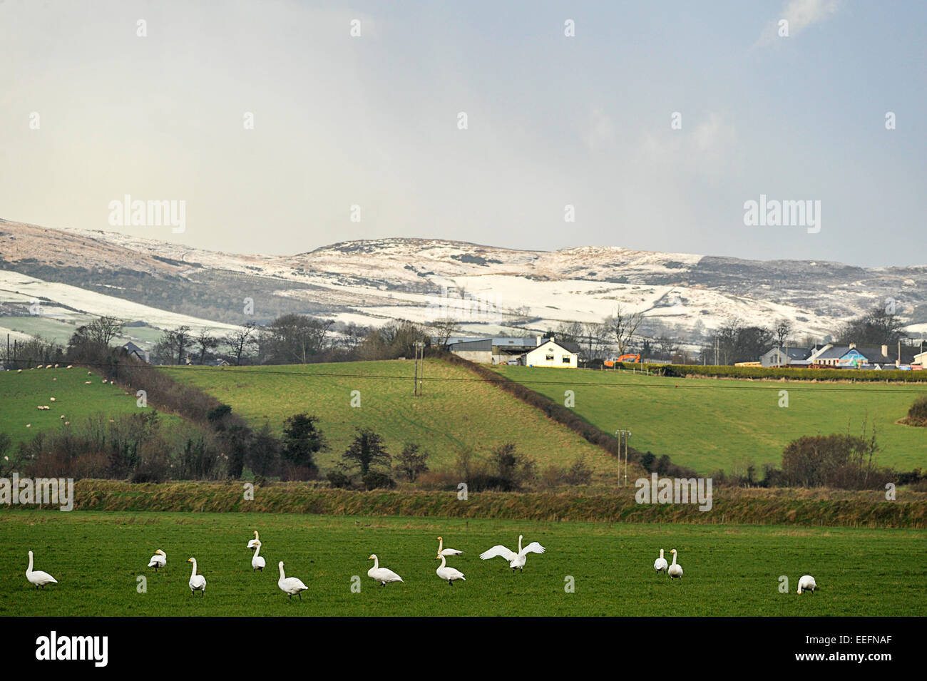 County Donegal, Ireland. 17th Jan, 2015. Ireland weather: Winter sunshine, County Donegal - 17 January 2015. Geese rest in a field below snow covered hills in winter sunshine, Burnfoot, County Donegal.  Credit:  George Sweeney/Alamy Live News Stock Photo
