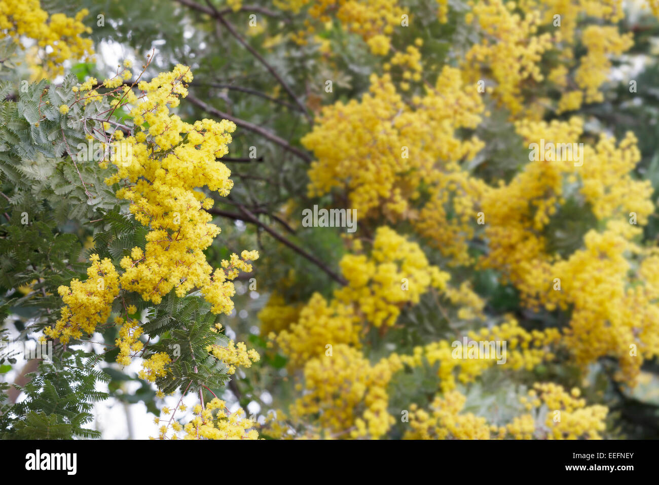 Acacia baileyana Purpurea Stock Photo