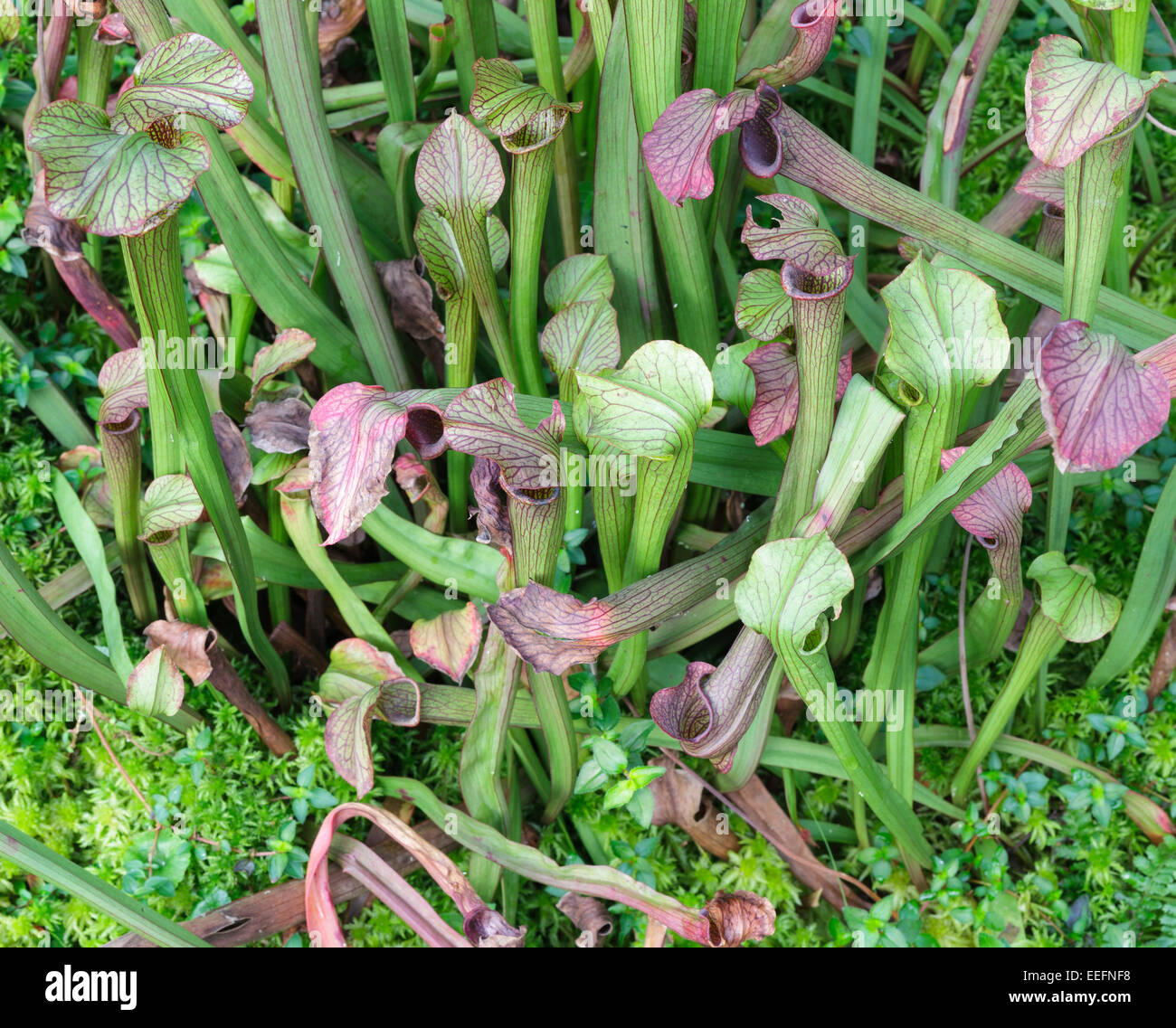 Sarracenia x rehderi Stock Photo