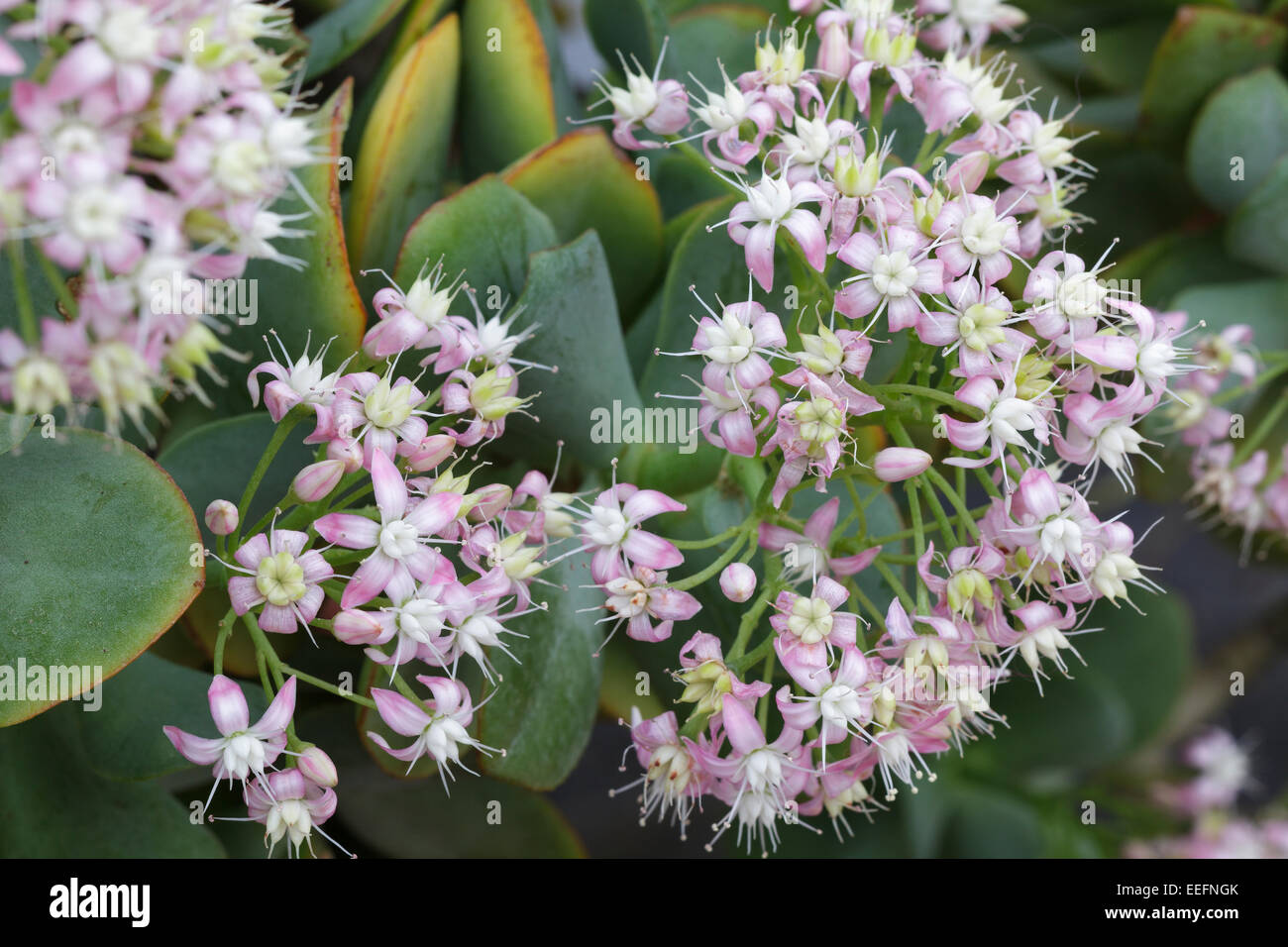 Crassula arborescens subsp. Undulatifolia Stock Photo
