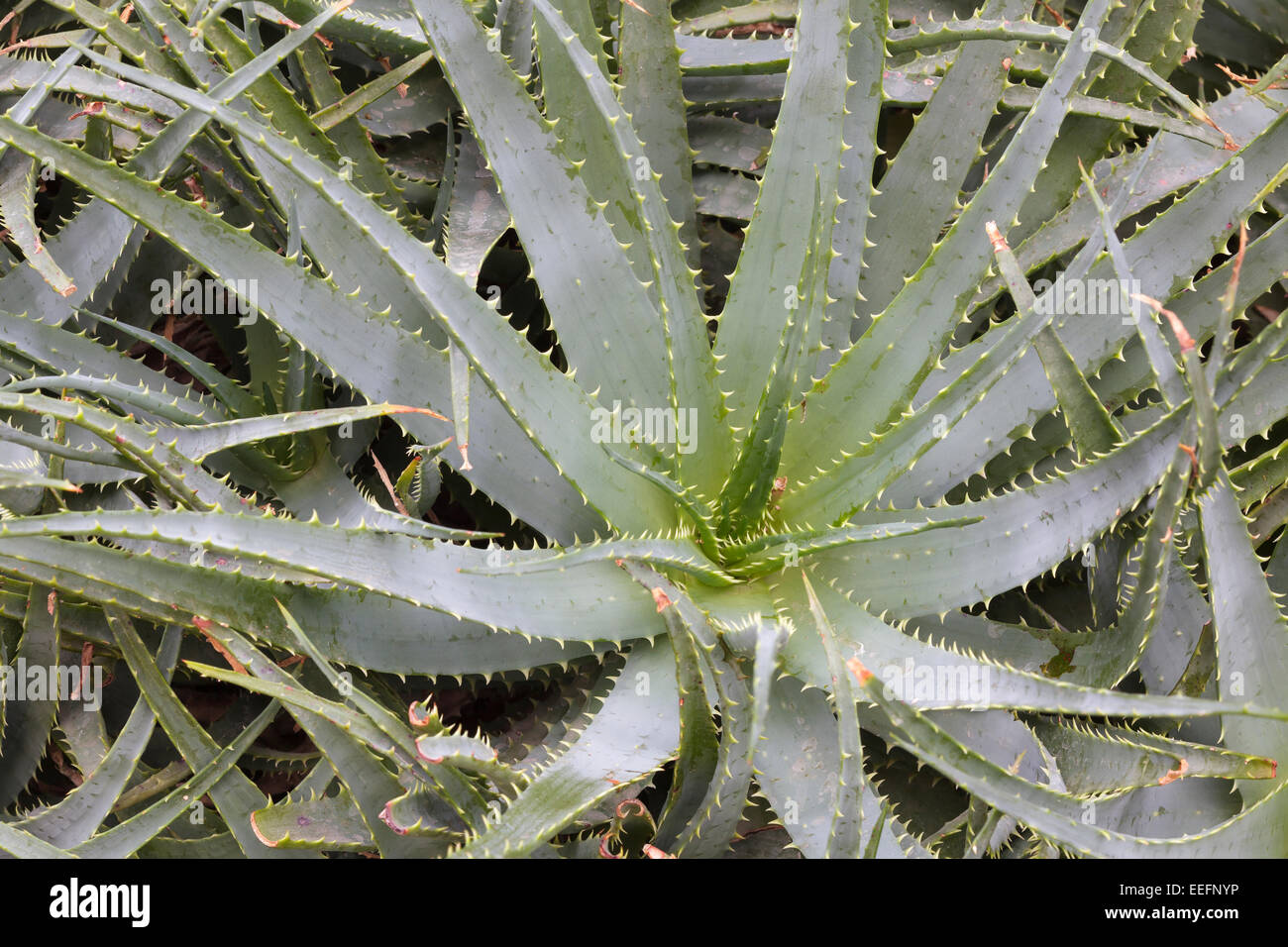 Aloe x spinosissima (Spider Aloe) Stock Photo