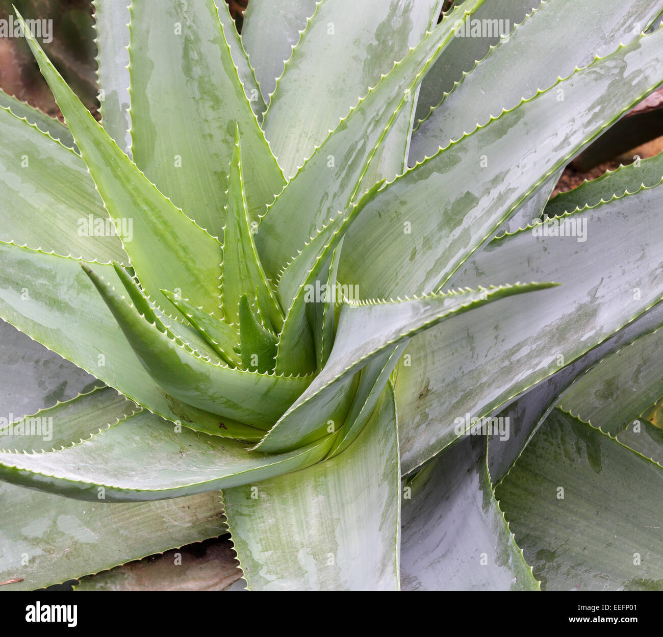Aloe percrassa Stock Photo