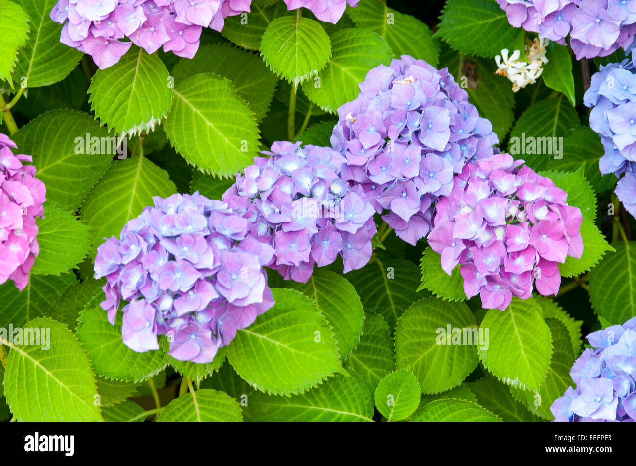 Macro texture purple hydrangea hi-res stock photography and images - Alamy