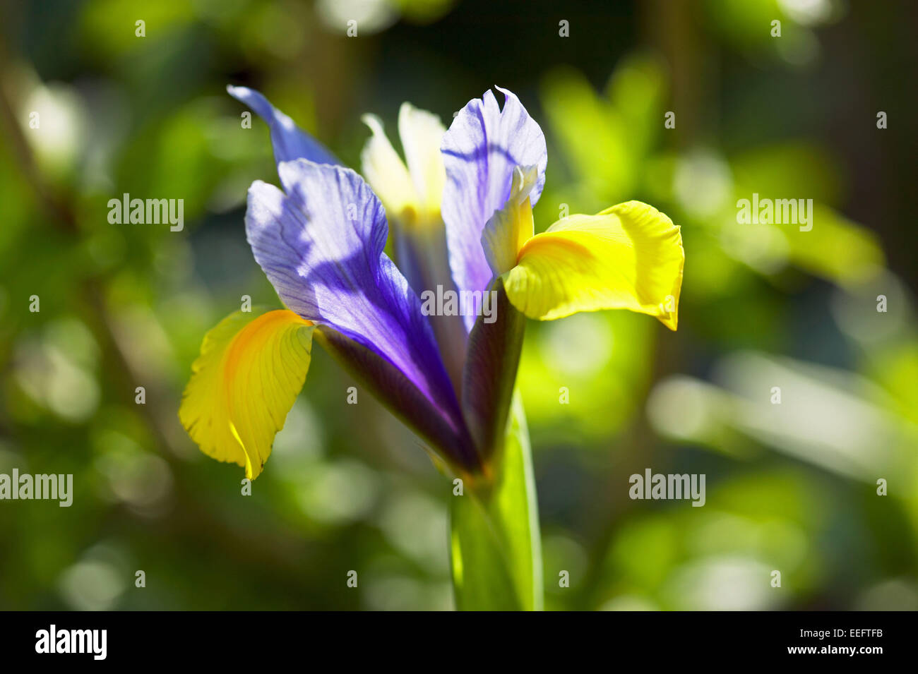 Iris Aussen Blume Blumen Bluete Botanik Empfindlich Farbe Blau Gelb Nahaufnahme Natur Pflanze Pflanzen Stock Photo