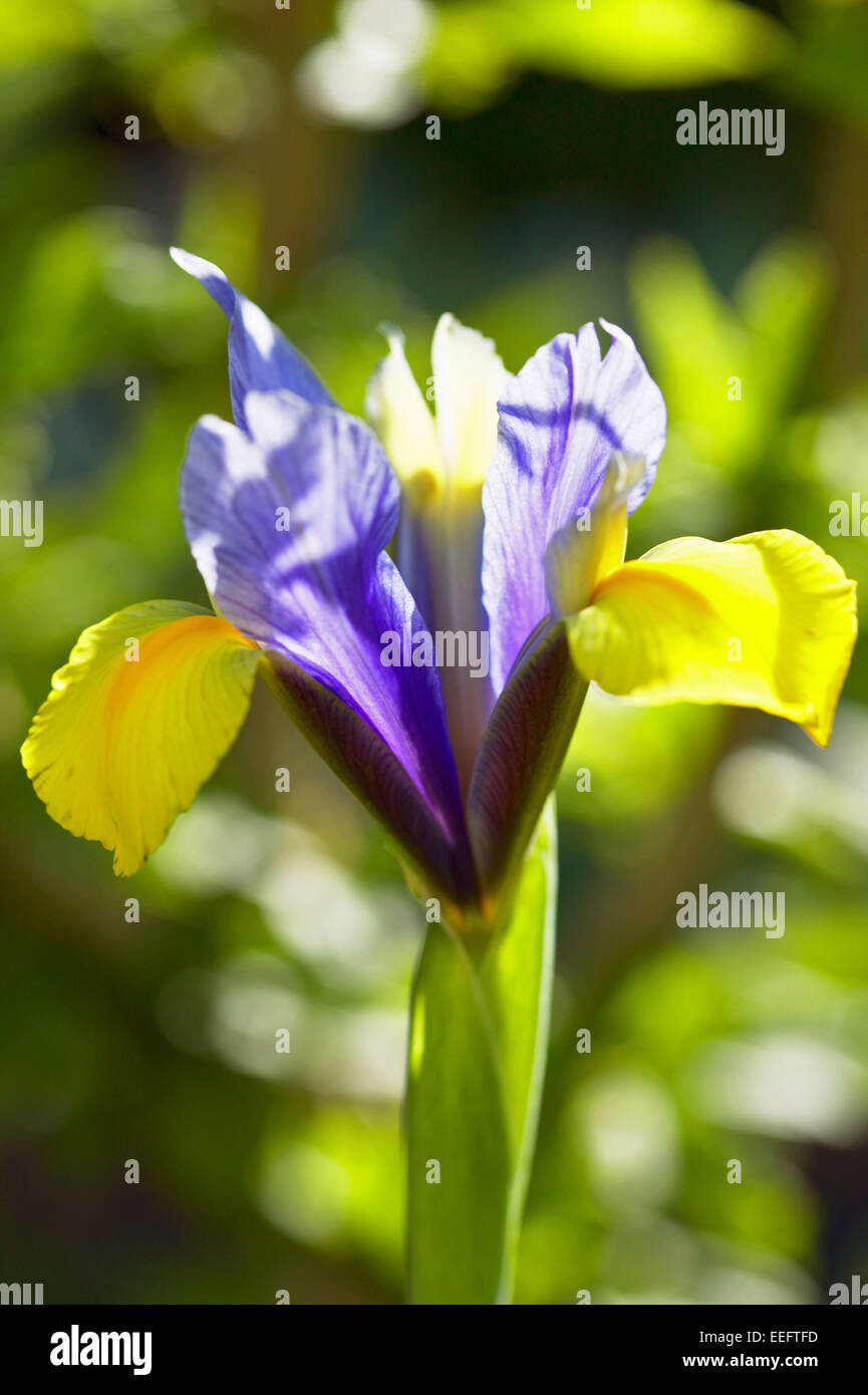 Iris Aussen Blume Blumen Bluete Botanik Empfindlich Farbe Blau Gelb Nahaufnahme Natur Pflanze Pflanzen Stock Photo