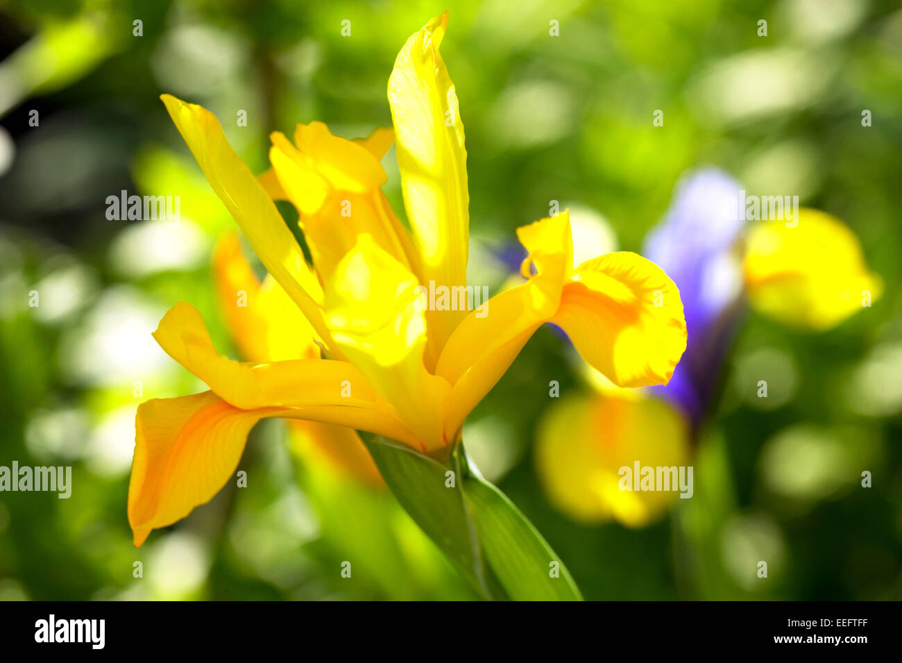 Iris Aussen Blume Blumen Bluete Botanik Empfindlich Farbe Gelb Nahaufnahme Natur Pflanze Pflanzen Stock Photo
