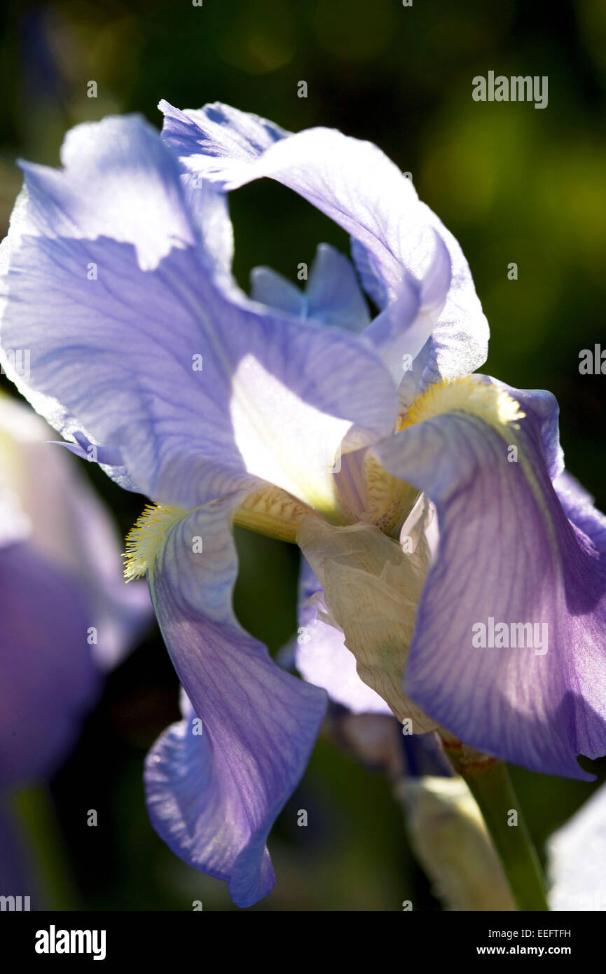 Schwertlilie Bluete Detail Iris Blume Bluehen Farbe Blau Pflanzen Pflanze Blumen Orchideen Lilien Aussen Botanik Nahaufnahme Stock Photo