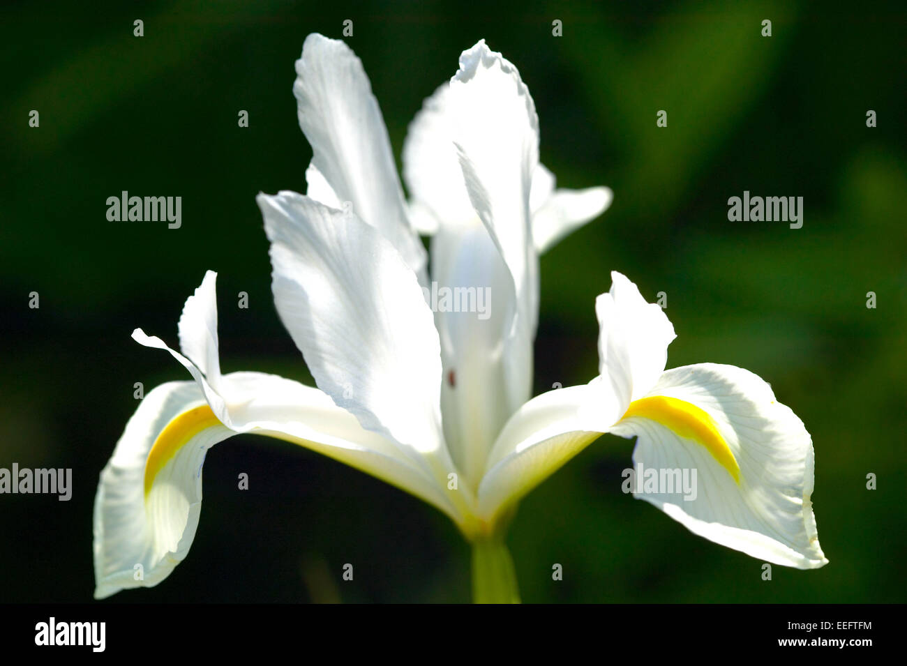 Iris Aussen Blume Blumen Bluete Botanik Empfindlich Farbe Weiss Nahaufnahme Natur Pflanze Pflanzen Stock Photo
