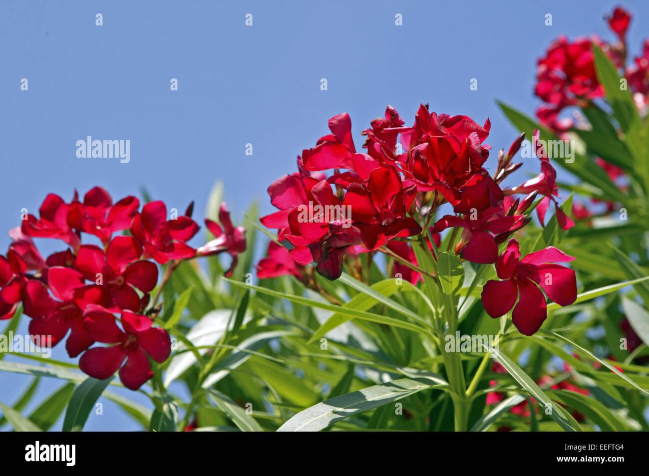 Strau blumen hi-res stock photography and images
