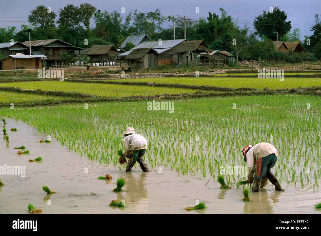 Laos, Luang Nam Tha province, rice fields, farmers Stock Photo