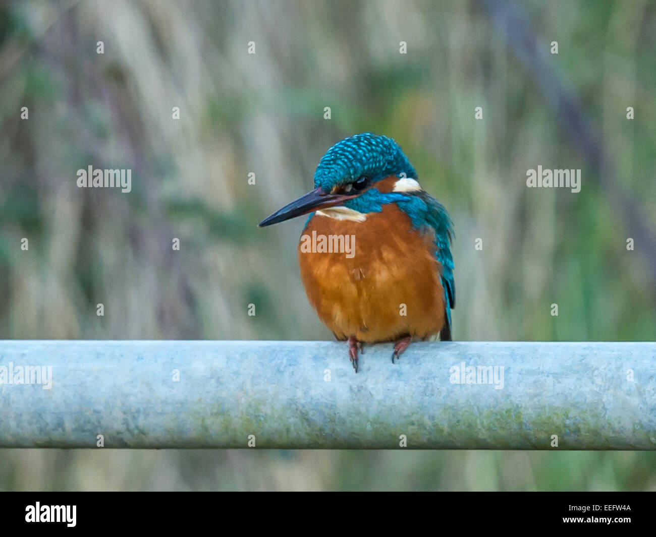 British wildlife, Eurasian Kingfisher [Alcedo atthis] perched on a metal post Stock Photo