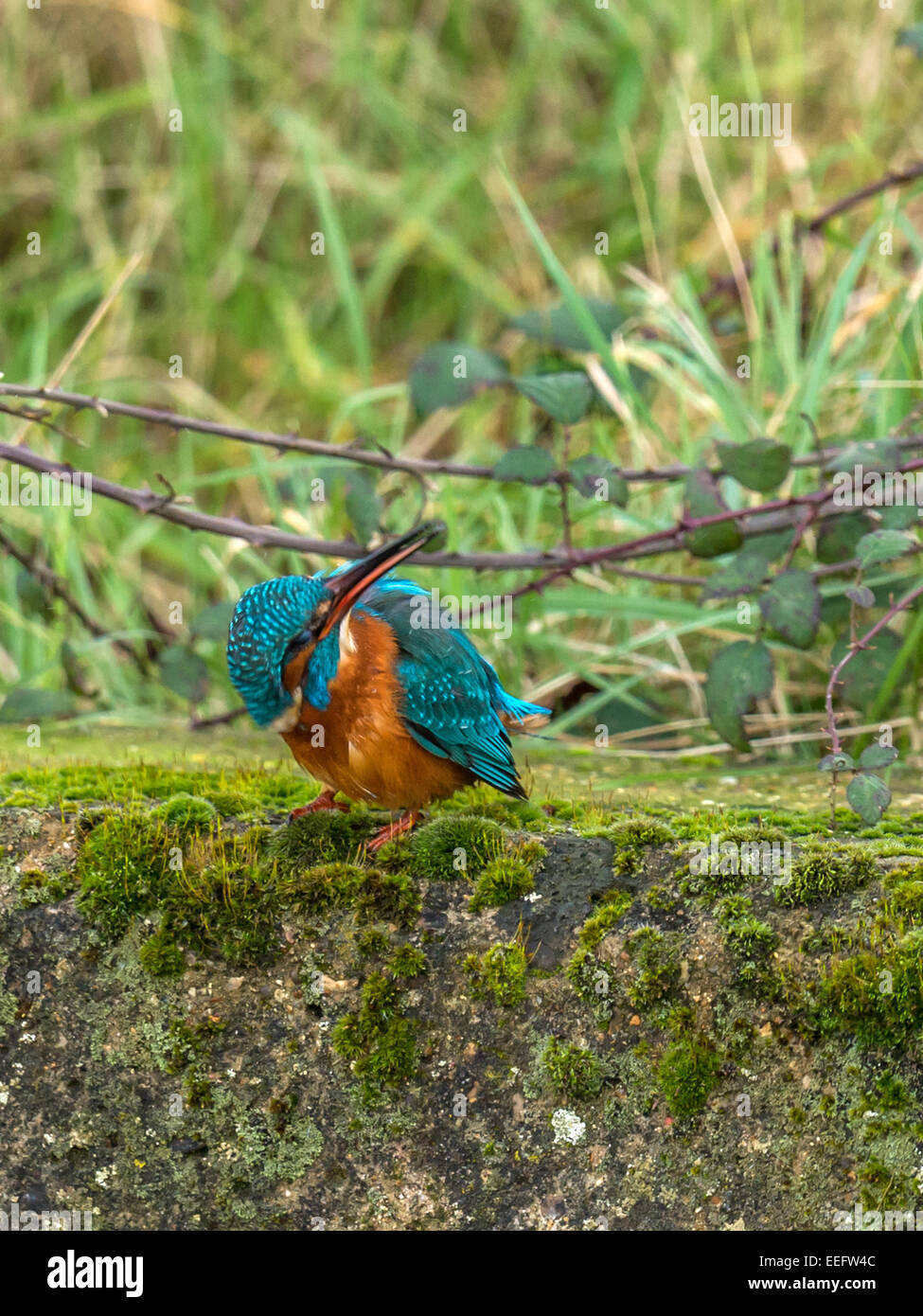 British wildlife, Eurasian Kingfisher [Alcedo atthis] perched on a mossy outcrop Stock Photo