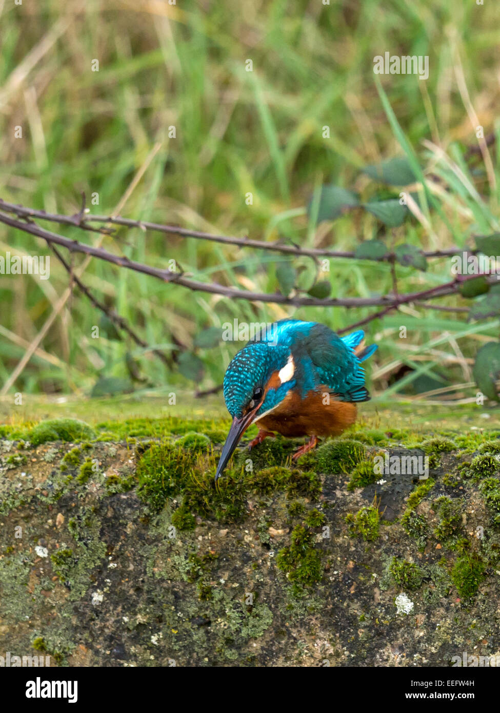 British wildlife, Eurasian Kingfisher [Alcedo atthis] perched on a mossy outcrop Stock Photo