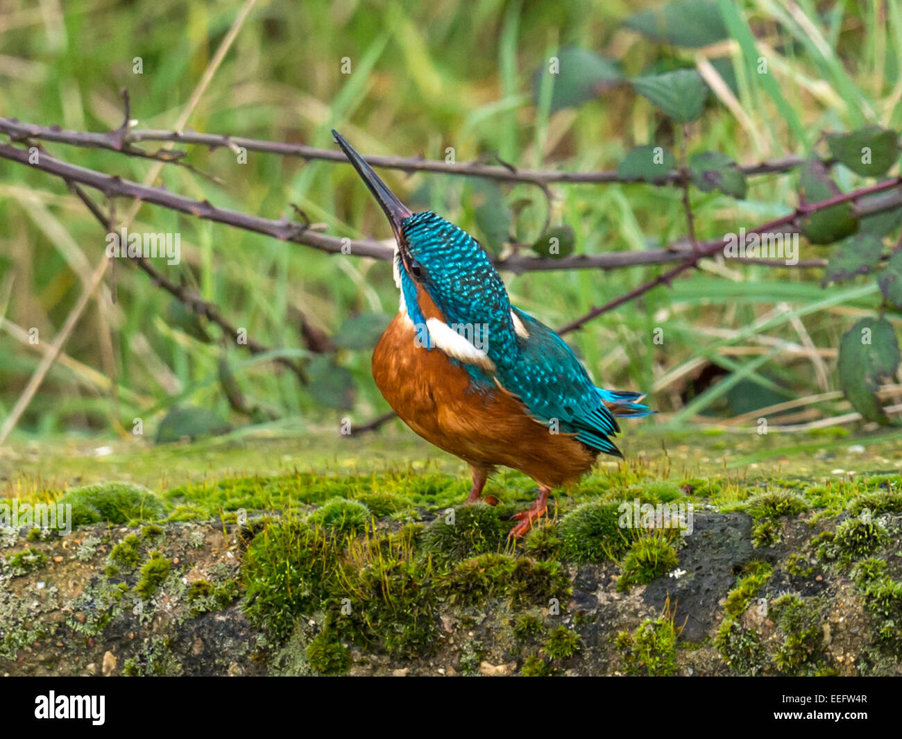 British wildlife, Eurasian Kingfisher [Alcedo atthis] perched on a mossy outcrop Stock Photo