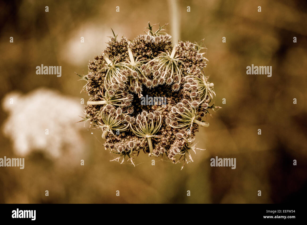 As the flowers of the wild carrot - Daucus carota - turn to seed heads, they curl around the centre & then drop off as tumbleweed Stock Photo