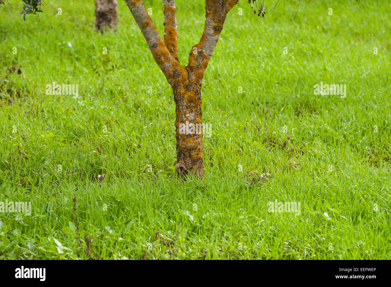 Spring growth in a meadow with pistachio trees Stock Photo