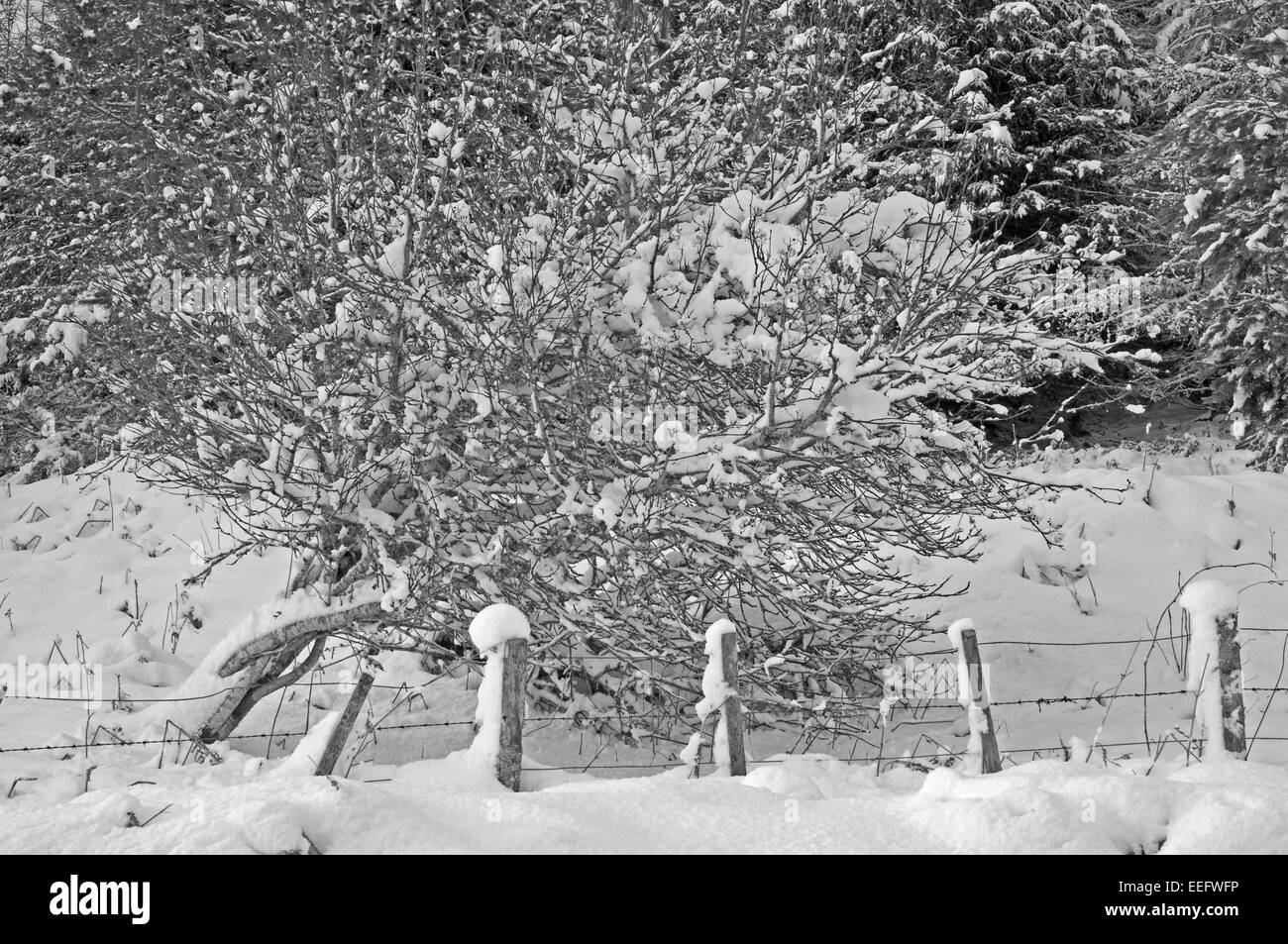 Fallen Silver Birch Tree covered in snow on Creag Innis an Daimh Dhuibh Stock Photo