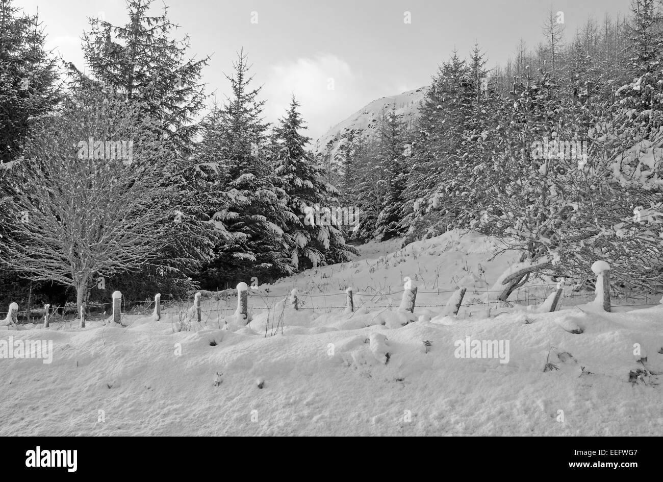 Snow covered Pine Trees on the slopes of Creag Innis an Daimh Dhuibh Stock Photo